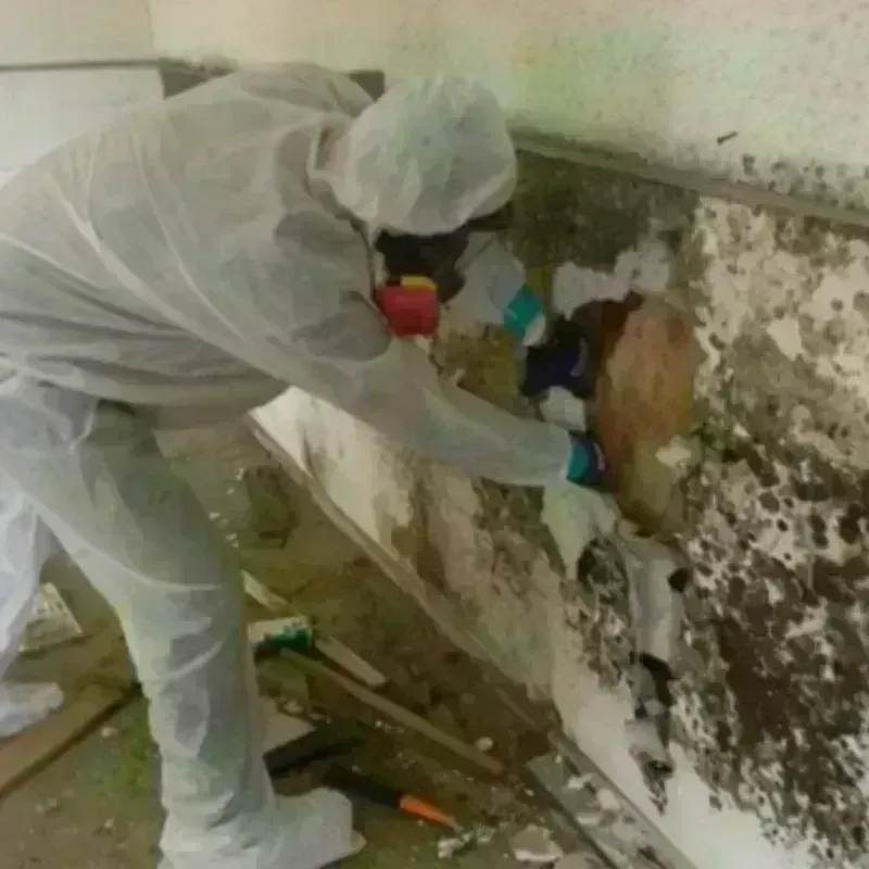 Mold Remediation and Removal in Sarasota Springs, FL